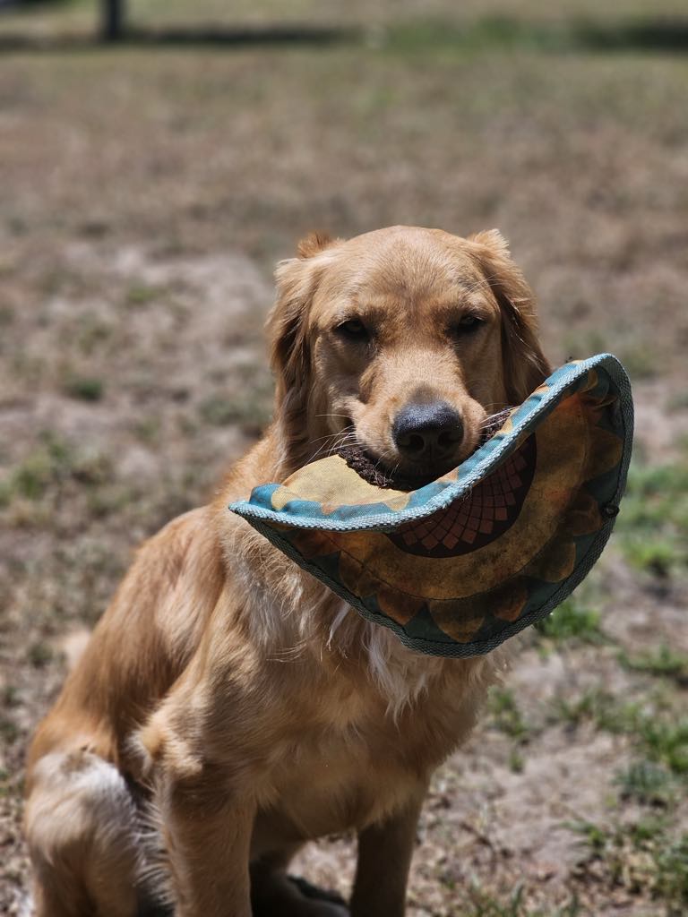 Pets on My Path – Clara&nbsp;Oswald