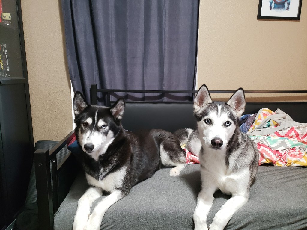 Photo of Two Huskies laying in a bed.  This image was taken during the pandemic in 2020