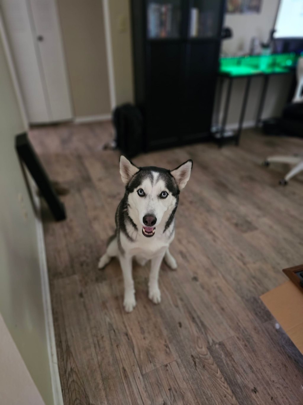 Pets on My Path – Captain Kenneth&nbsp;Thomas